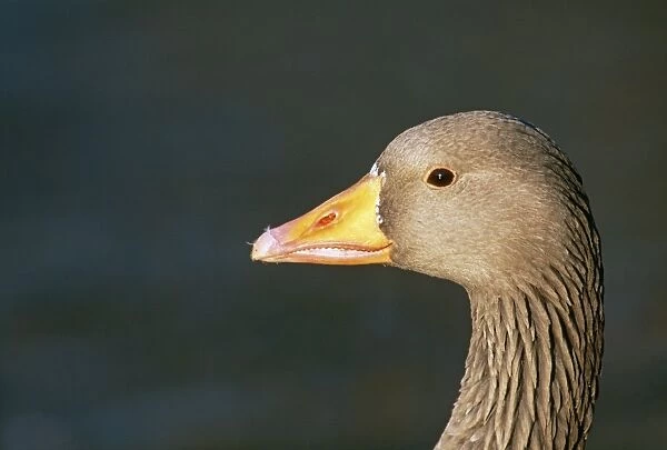 Greylag Goose, Anser anser, Scotland