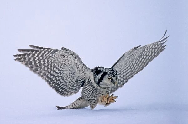 Hawk Owl Surnia ulula pouncing on prey belolw the snow Finland