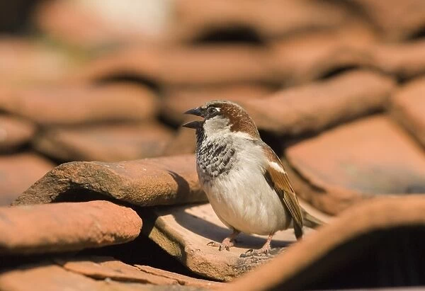 House Sparrow Passer domesticus male chirping on roof Norfolk spring