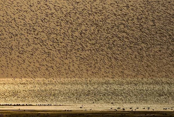 Knot Calidris canutus swirling over exposed mudflats of the Wash off Snettisham RSPB