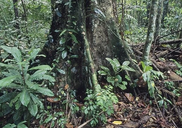 Large emergent tree in lowland tropical rainforest Manu Peru