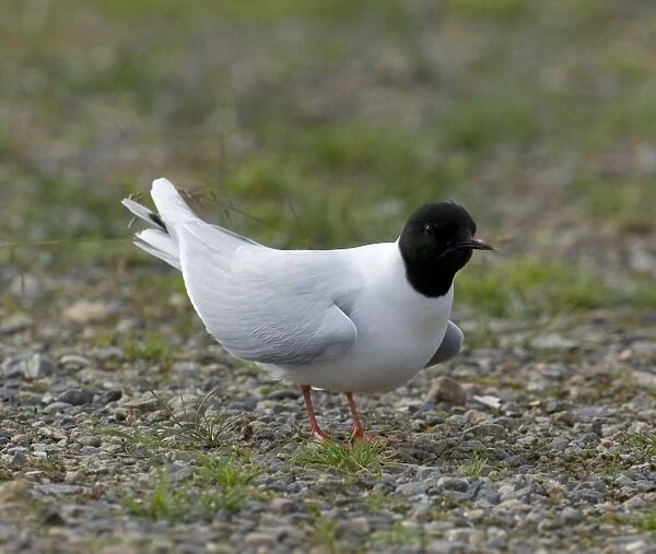 Little Gull, Larus minutus, adult in breeding plumage at colony, Finland, July