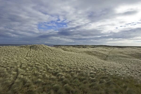 Marram covered sand dunes, Holy Island, Lindisfarne NNR, Northumberland, UK, autumn