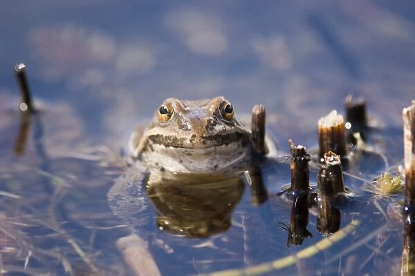 Marsh Frog Rana ridibunda in pond Great Caucasus Georgia April