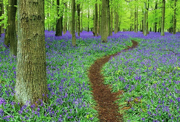 Path through Bluebell Wood in Chilterns, Bucks, UK, April