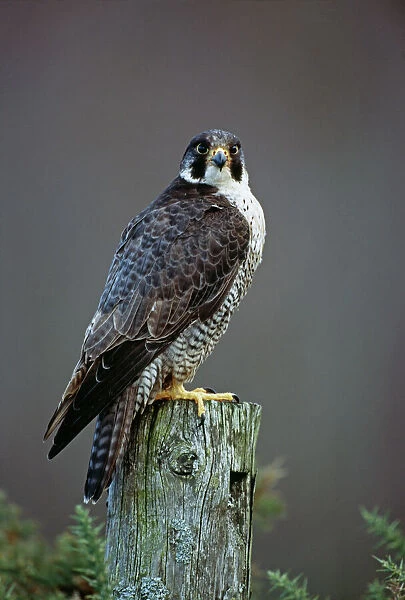 Peregrine Falcon, Falco peregrinus, Scotland, winter
