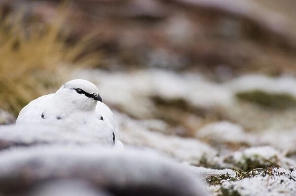 Ptarmigan Lagopus mutus Scottish Highlands winter