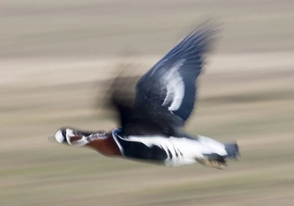 Red-breasted Goose Branta ruficollis Durankulak Bulgaria February