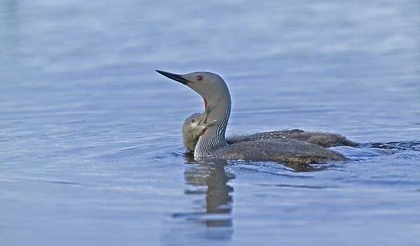 Red-throated Diver, Gavia stellata, adult with young