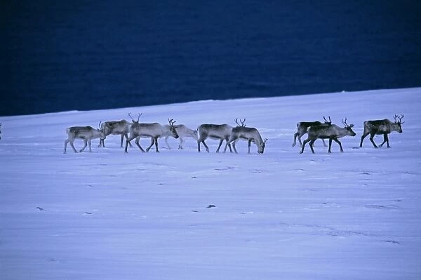Reindeer, Rangifer tarandus, walking across the frozen tundra, Arctic Norway, winter