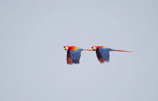 Scarlet Macaw Ara Macao Tambopata Amazon Rainforest Peru Photos Framed