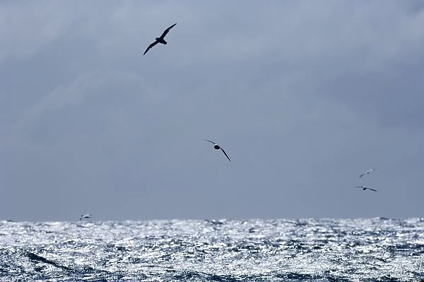 Seabirds (Fulmars & Gannets) out at sea off Shetland June