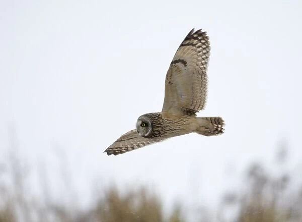 Short-eared Owl Asio flammeus hunting in the snow Norfolk winter