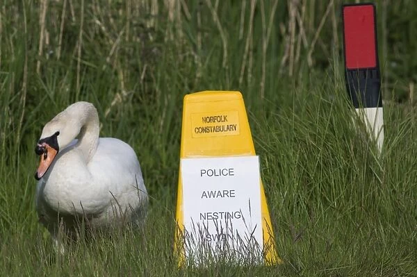 Sign to motorists to slow due to Mute Swan nest on roadside verge Cley Norfolk May
