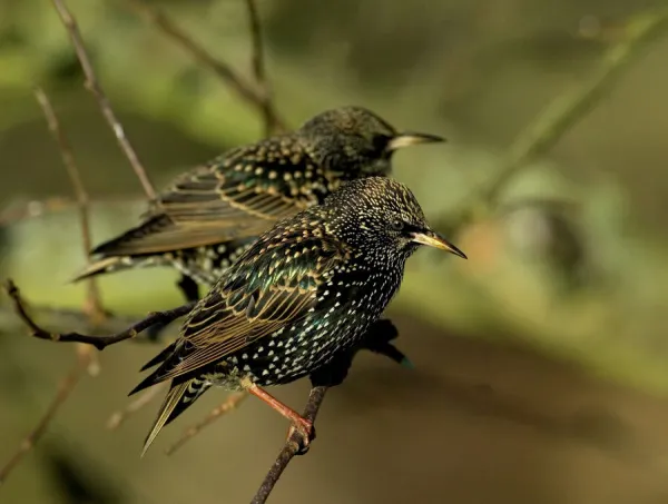 Starlings Sturnus vulgaris in garden Kent winter