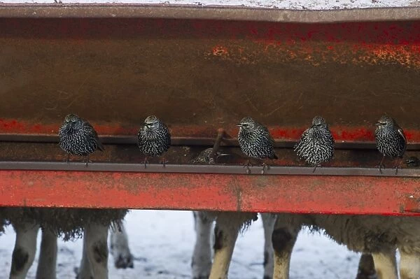Starlings Sturnus vulgarus feeding around livestock Dumfries Scotland