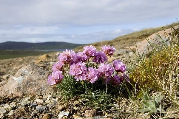 Thrift (Sea Pinks) growing on Keen of Hamar NNR Unst Shetland Scotland May