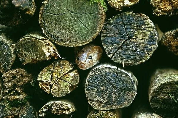 Weasel, Mustela nivalis, peering from log pile, UK