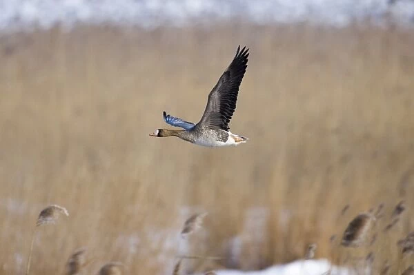 White-fronted Goose Anser albifrons immature winter