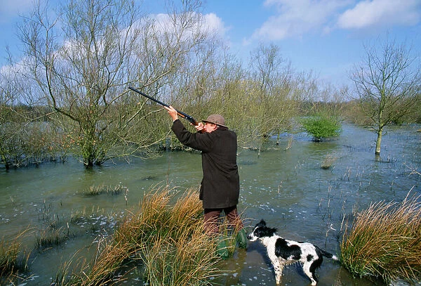 Wildfowler shooting ducks, Kent, winter, UK (with Springer Spaniel dog)