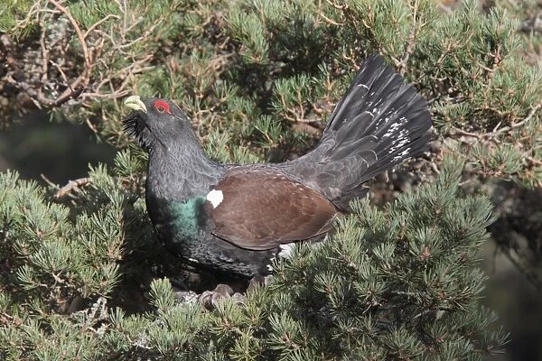 01340-00366-853. Western Capercaillie (Tetrao urogallus) adult male