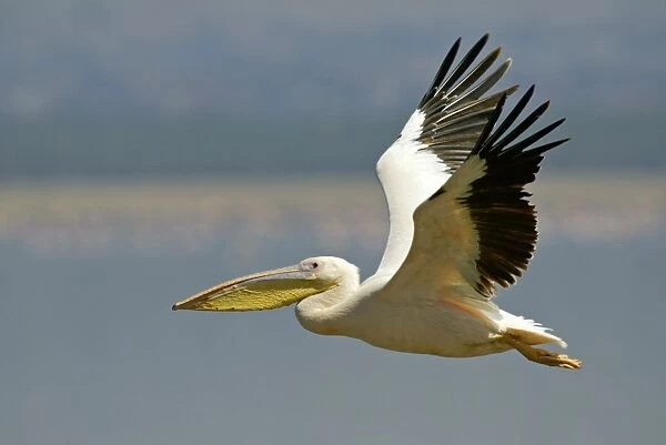 03332-00193-249. Great White Pelican (Pelecanus onocrotalus) adult