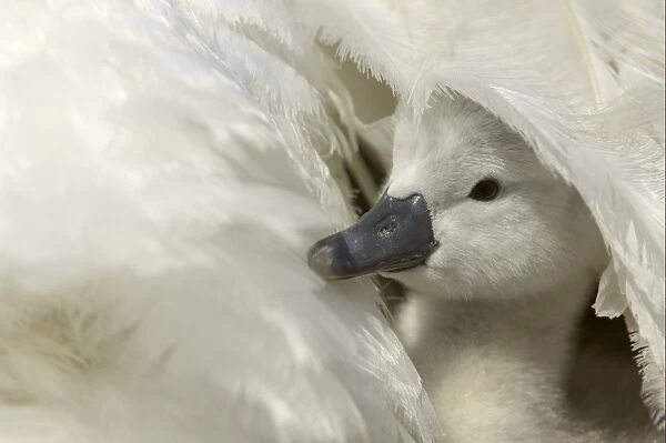 03996-00475-676. Mute Swan (Cygnus olor) cygnet, under parents wing, Oxfordshire, England