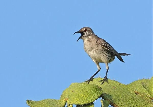 06734-00006-250. Bahama Mockingbird (Mimus gundlachii hillii) adult