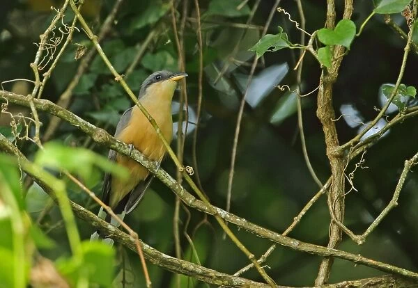 07104-00001-250. Mangrove Cuckoo (Coccyzus minor) adult