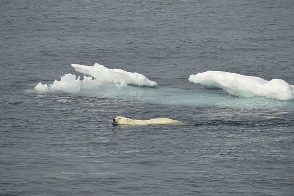 10140-00999-676. Polar Bear (Ursus maritimus) adult