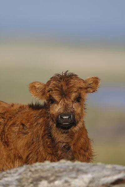 10234-00126-795. Highland Cattle, calf, close-up of head