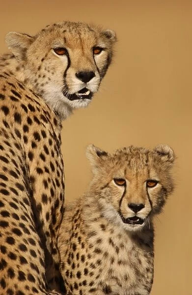 10252-01247-676. Cheetah (Acinonyx jubatus) Mother