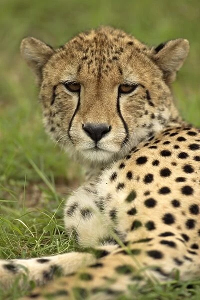 10252-01284-249. Cheetah (Acinonyx jubatus) Adult