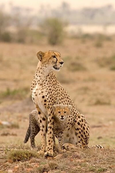 10252-01451-842. Cheetah (Acinonyx jubatus) adult female with cub