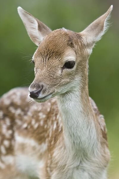 10282-00200-824. Fallow Deer (Dama dama) fawn, close-up of head, England, spring