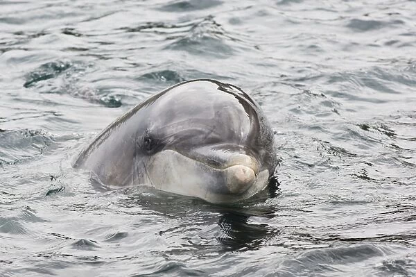 10358-00476-168. Bottlenose Dolphin (Tursiops truncatus) Dusty