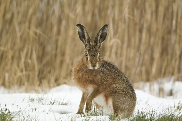 10512-00643-842. European Hare (Lepus europaeus) adult