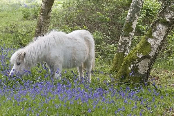 10560-00068-758. Pony, adult, grazing amongst bluebells in woodland