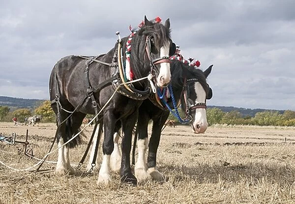 10578-00050-231. Shire Horse, two adults, working