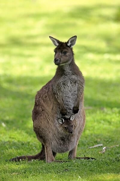 10621-00075-249. Kangaroo Island Kangaroo (Macropus fuliginosus fuliginosus)