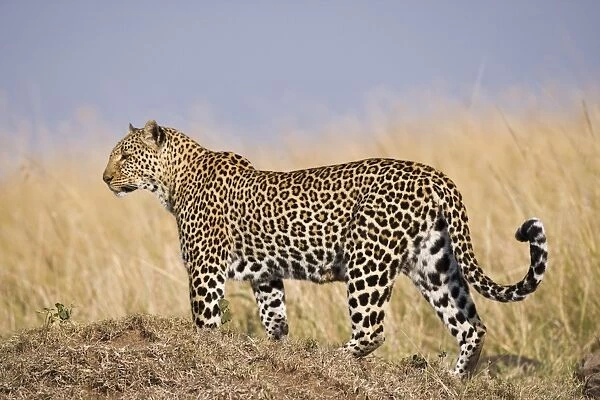 10658-00944-824. African Leopard (Panthera pardus pardus) adult female