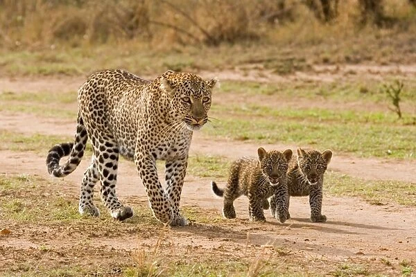 10658-01040-842. African Leopard (Panthera pardus pardus) adult female with two cubs