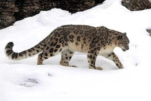 10668-00359-249. Snow Leopard (Panthera uncia) adult, walking in snow, winter (captive)
