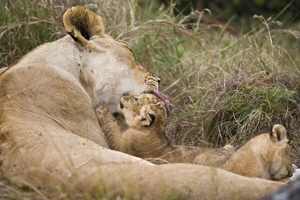 10670-02055-824. Massai Lion (Panthera leo nubica) adult female