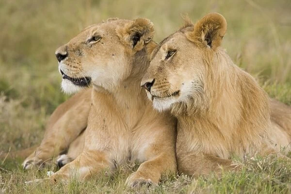10670-02067-824. Massai Lion (Panthera leo nubica) adult female laying with immature male