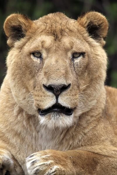 10672-00036-249. Indian Lion (Panthera leo persica) adult female