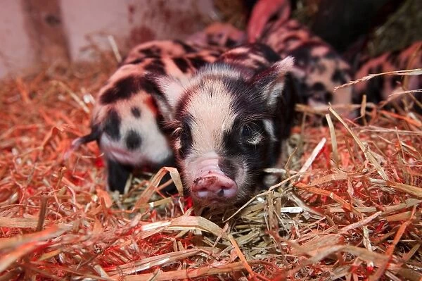 10888-00281-798. Domestic Pig, Kune Kune piglets, under heat lamp, England
