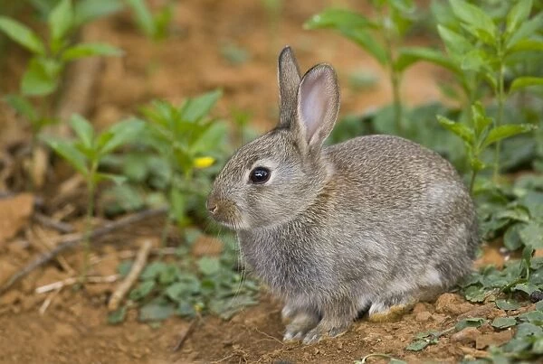 10942-00518-841. European Rabbit (Oryctolagus cuniculus) young