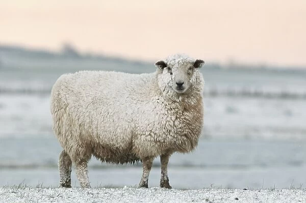 11052-00880-668. Domestic Sheep, Romney Sheep