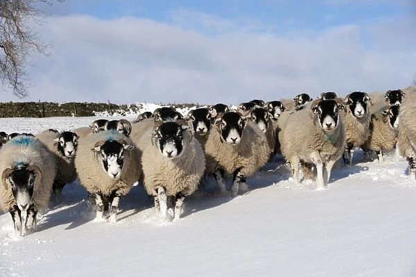 11052-00924-798. Domestic Sheep, Swaledale flock